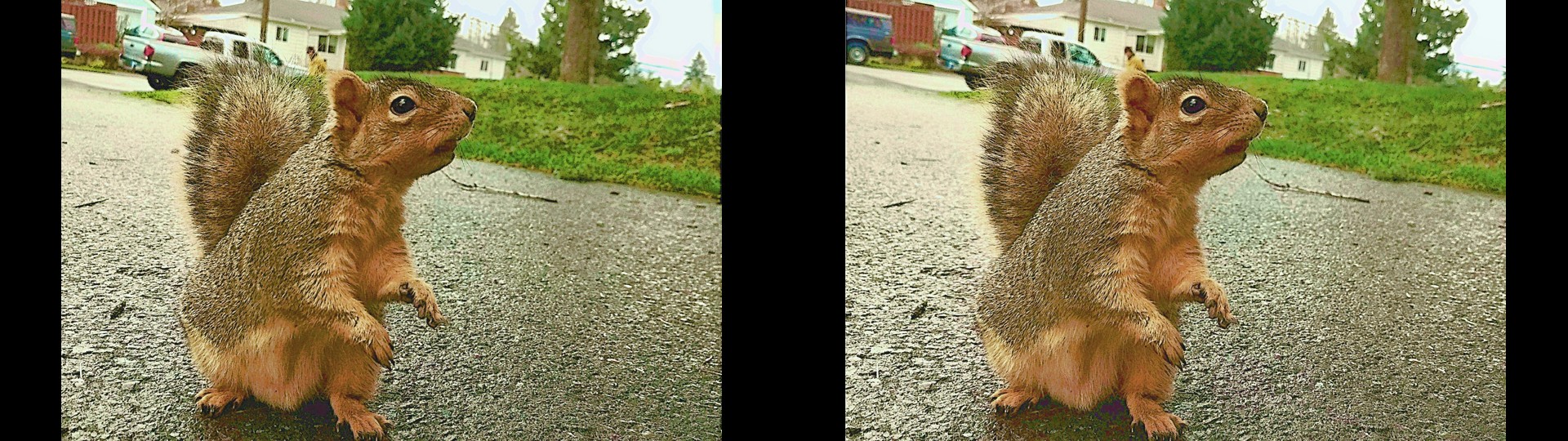 Squirrel Dance